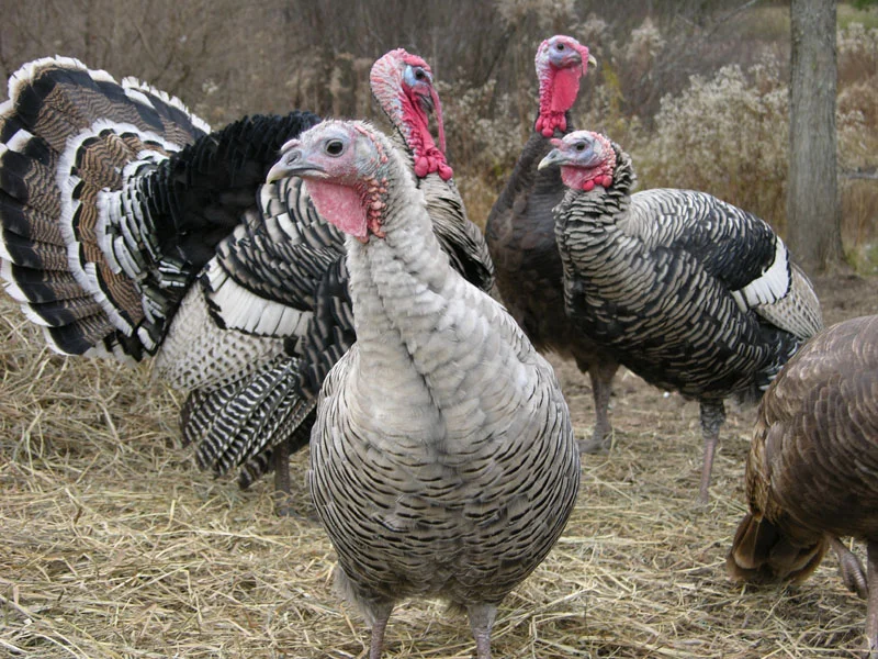Turkey and Holiday Specialties — BERKSHIRE FOOD + TRAVEL